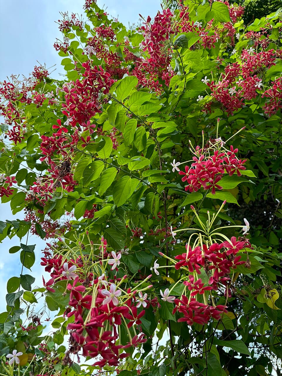 Rangoon Creeper