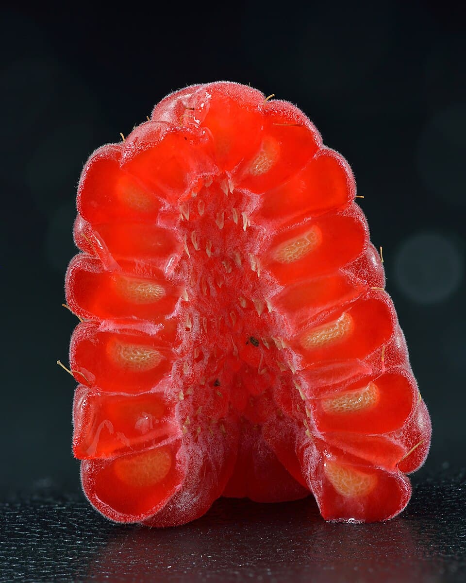 Raspberry Leaf