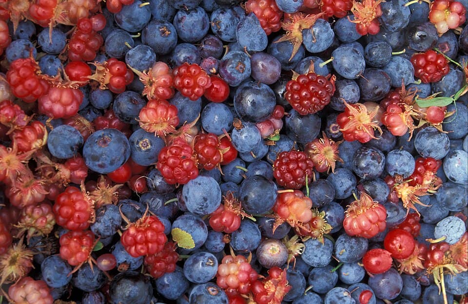 Red Berries