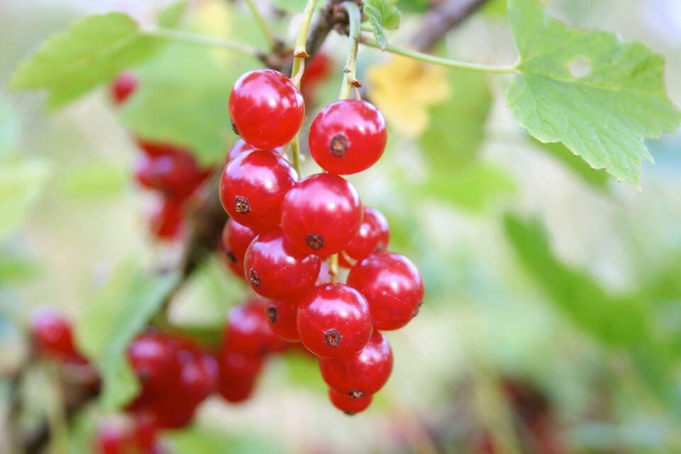 Red Currant