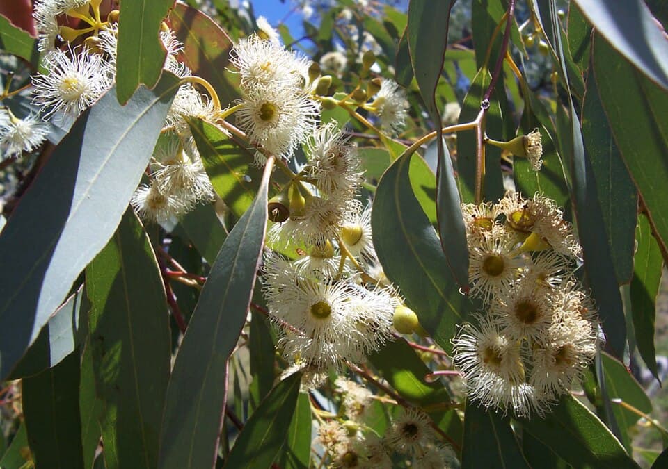 Red Eucalyptus