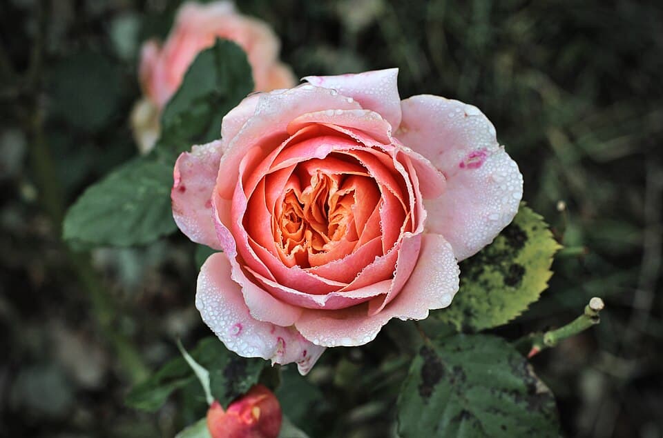Rose Absolute