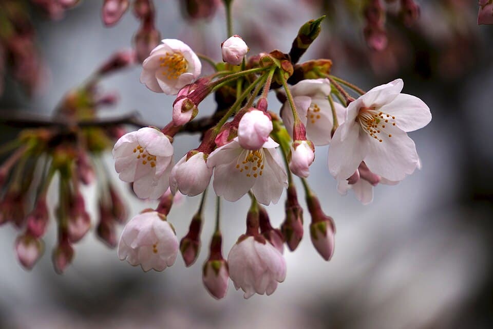 Sakura Flower