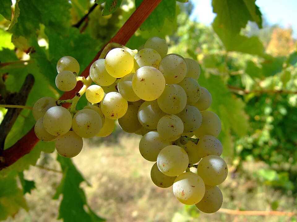 Sauvignon Blanc Accord