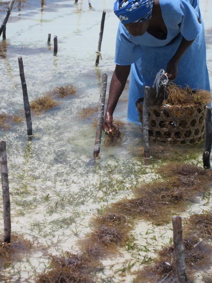 Seaweed