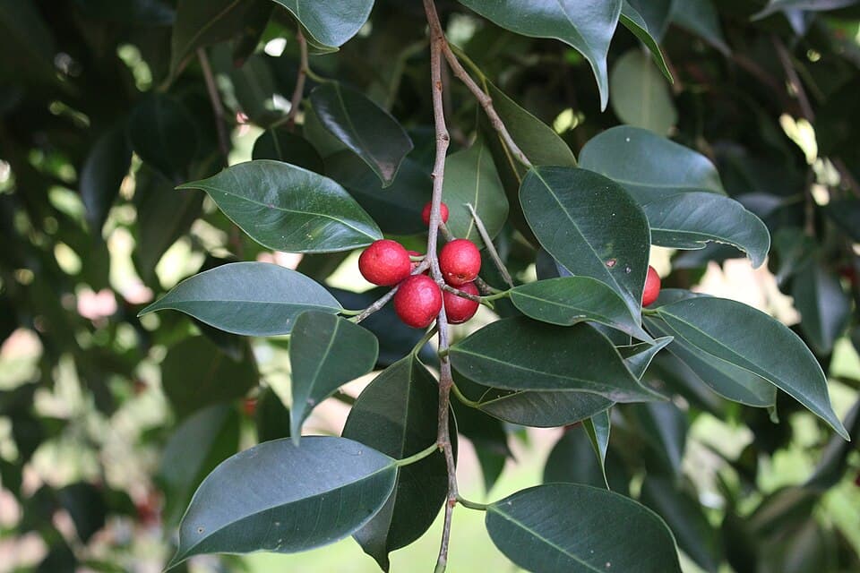Sensual Fig
