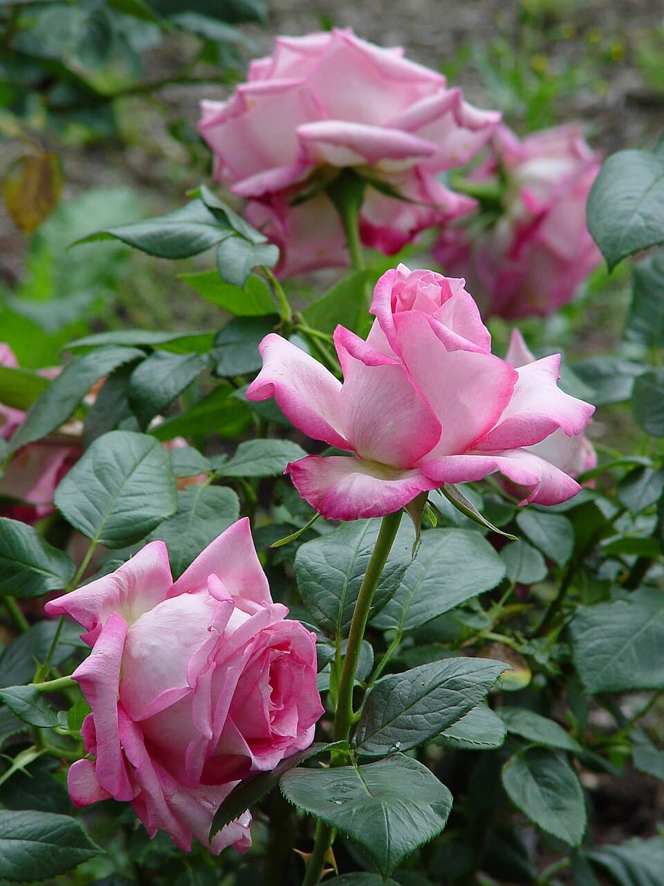 Silver Rose