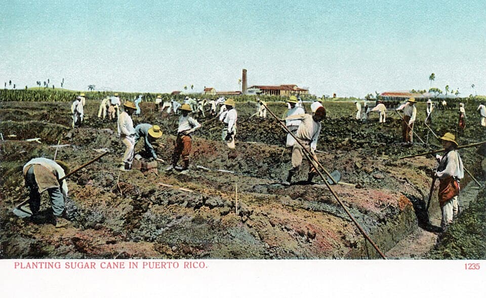 Sugar Cane