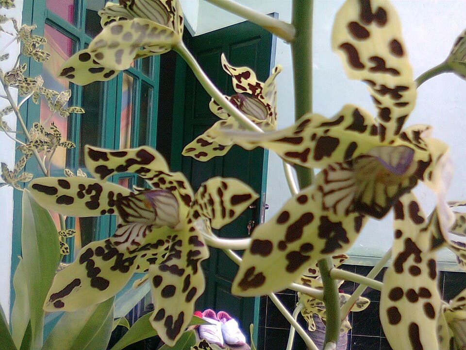 Tiger Orchid