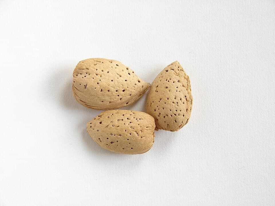 Toasted Almonds