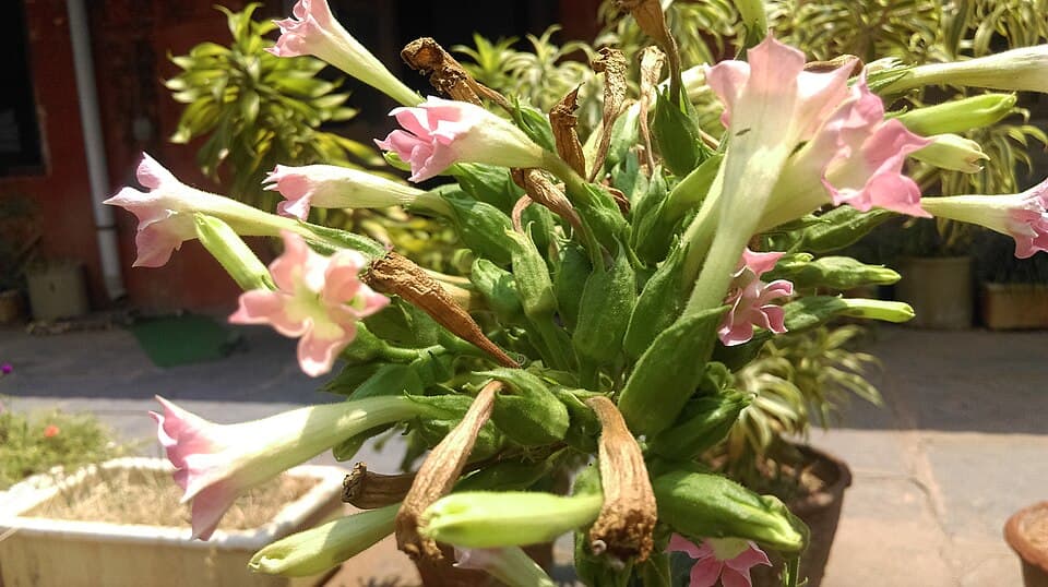 Tobacco Flower