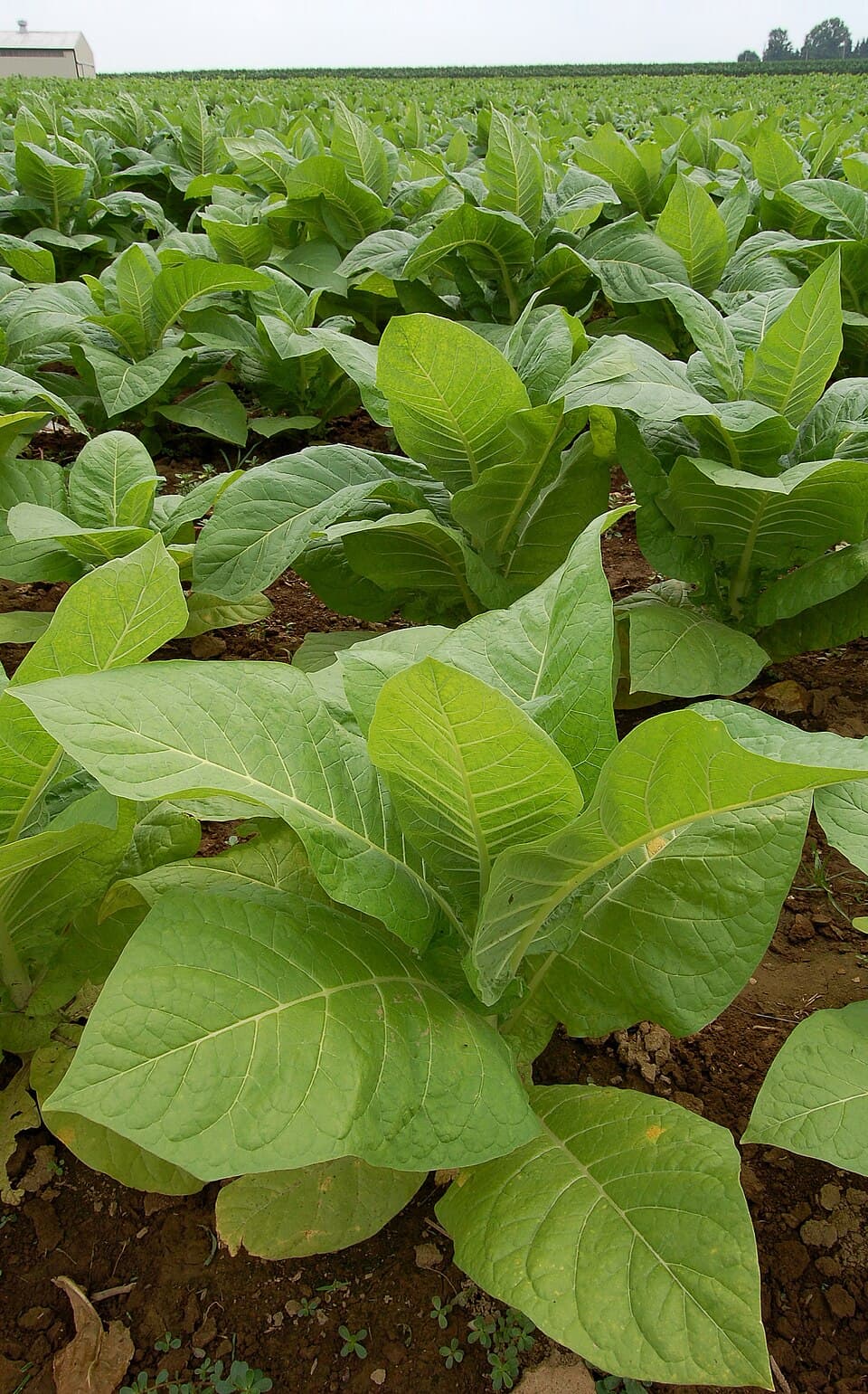Tobacco Leaf