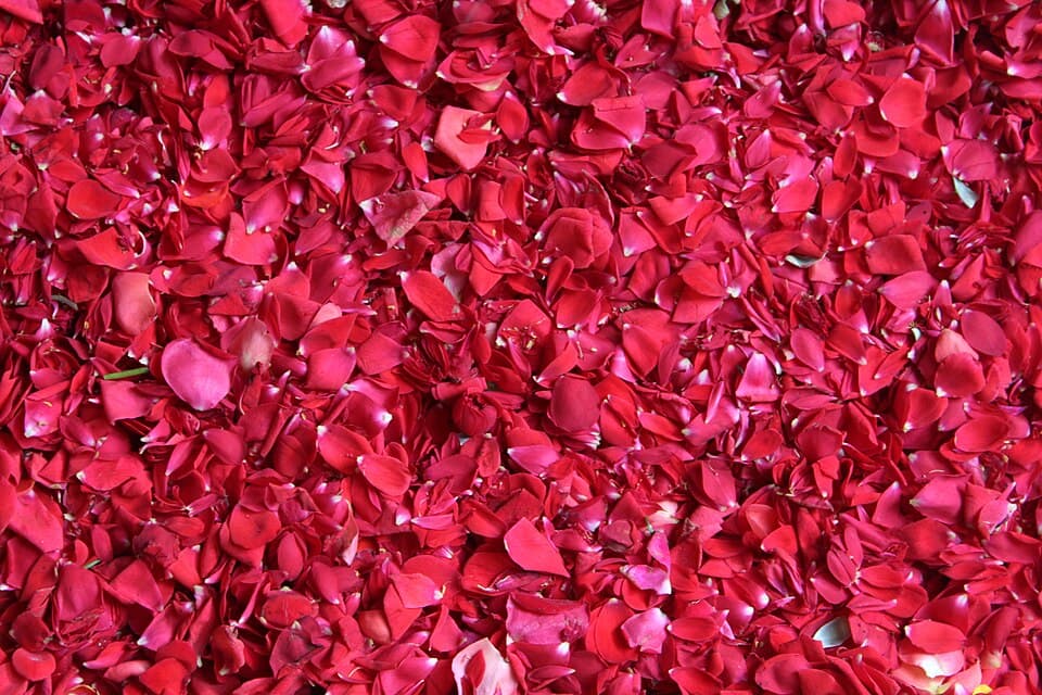 Turkish Rose Petal