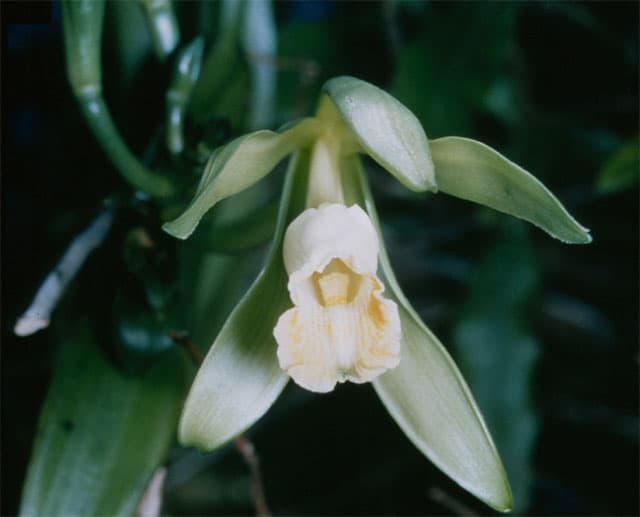 Vanilla Orchid