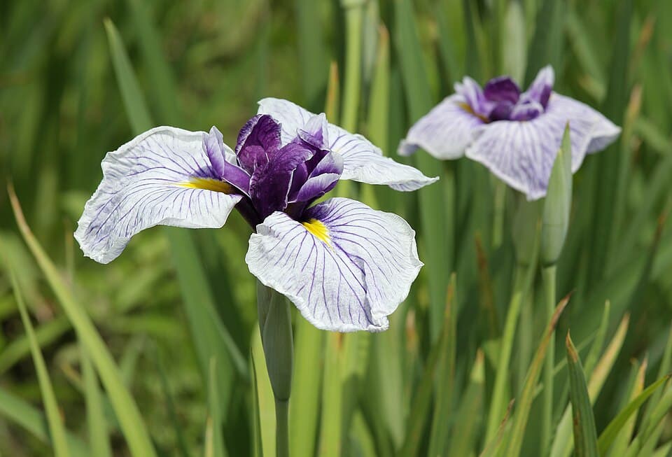 Velvety Iris