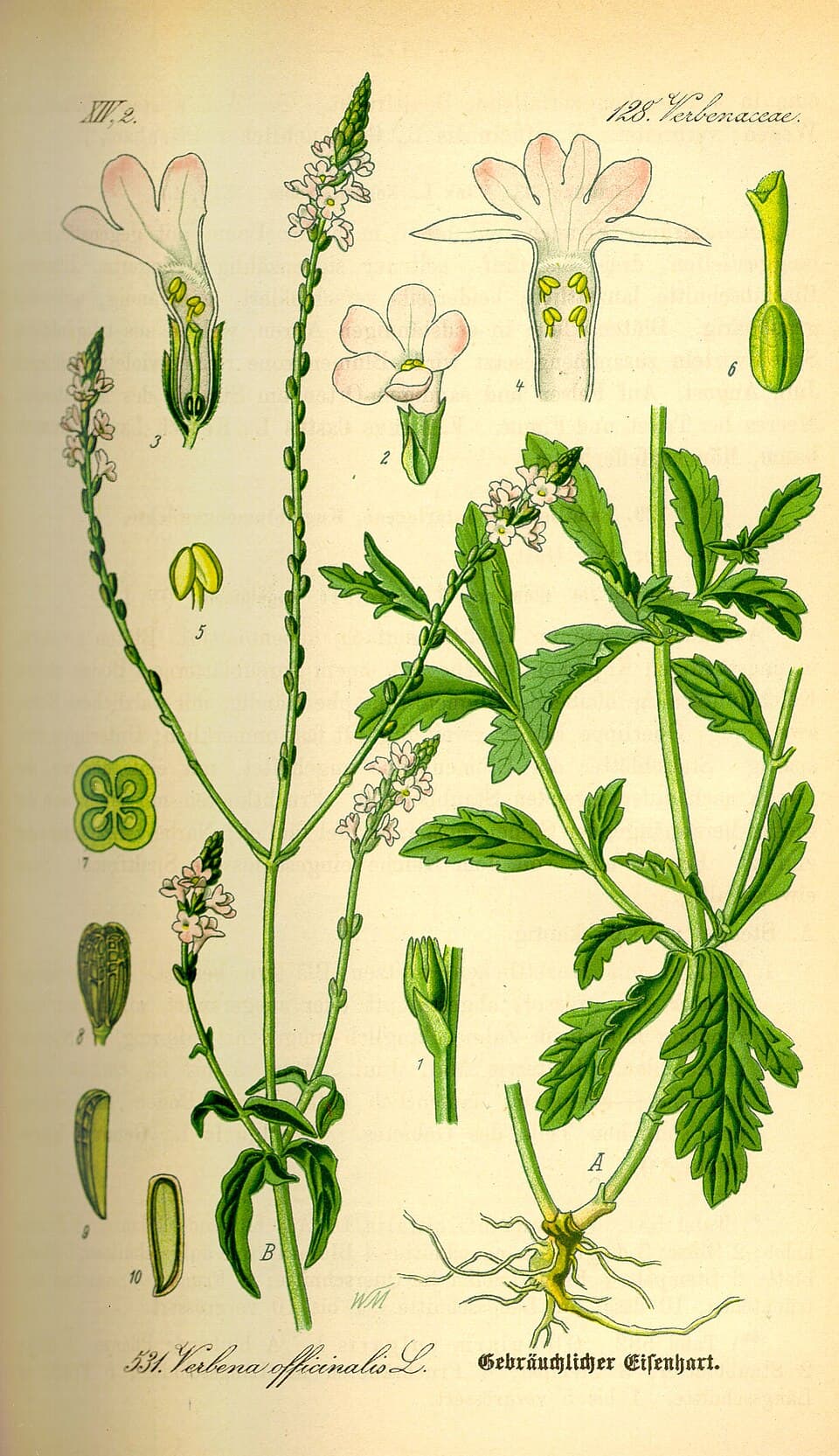 Verbena