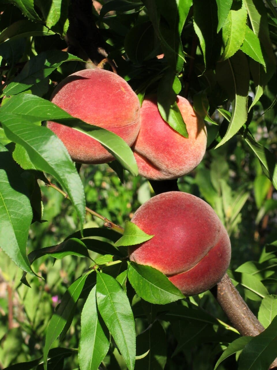 Vineyard Peach