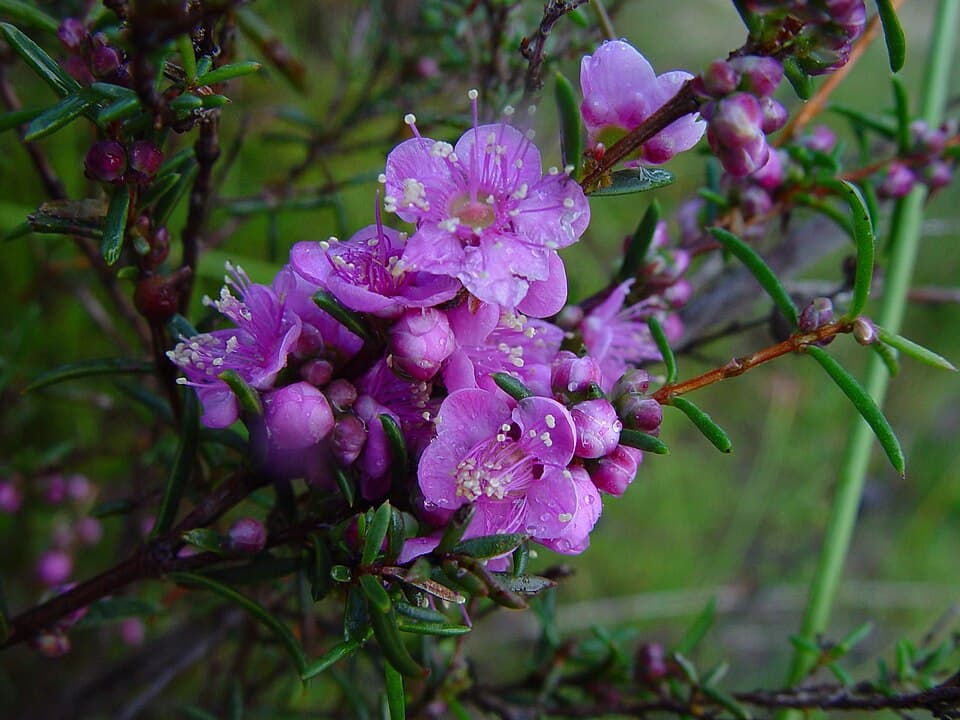Violet Blossom