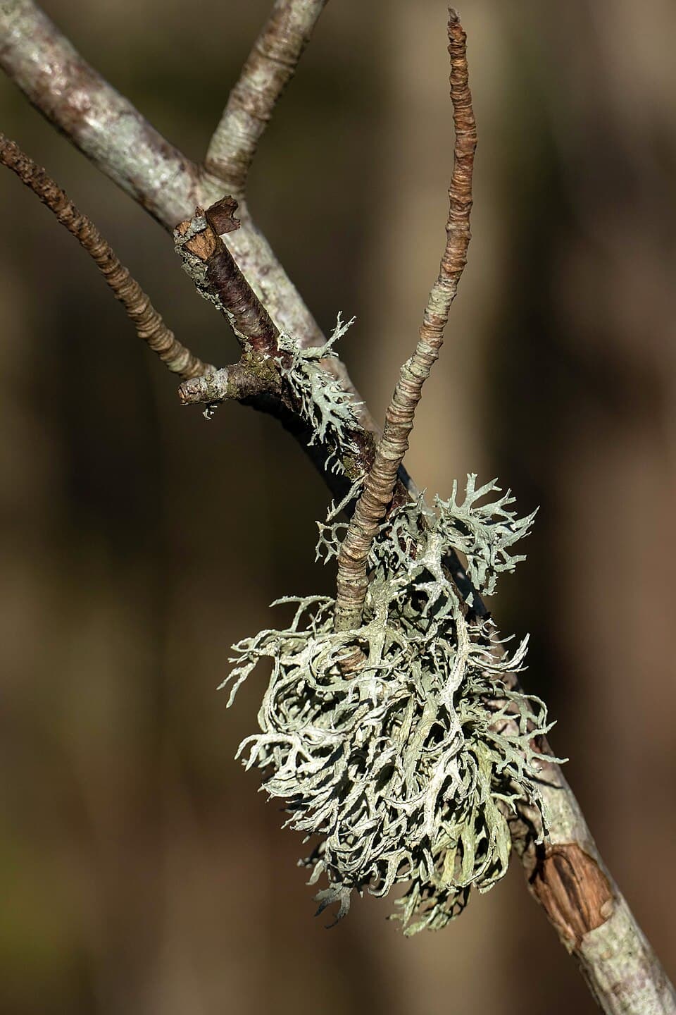 Warm Oakmoss