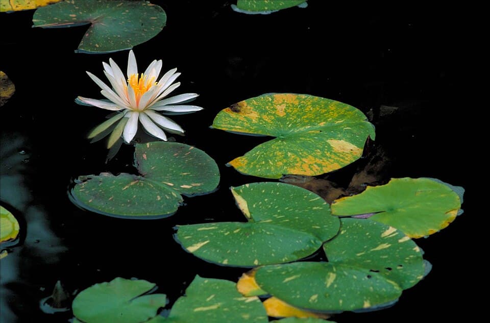 Water Lily