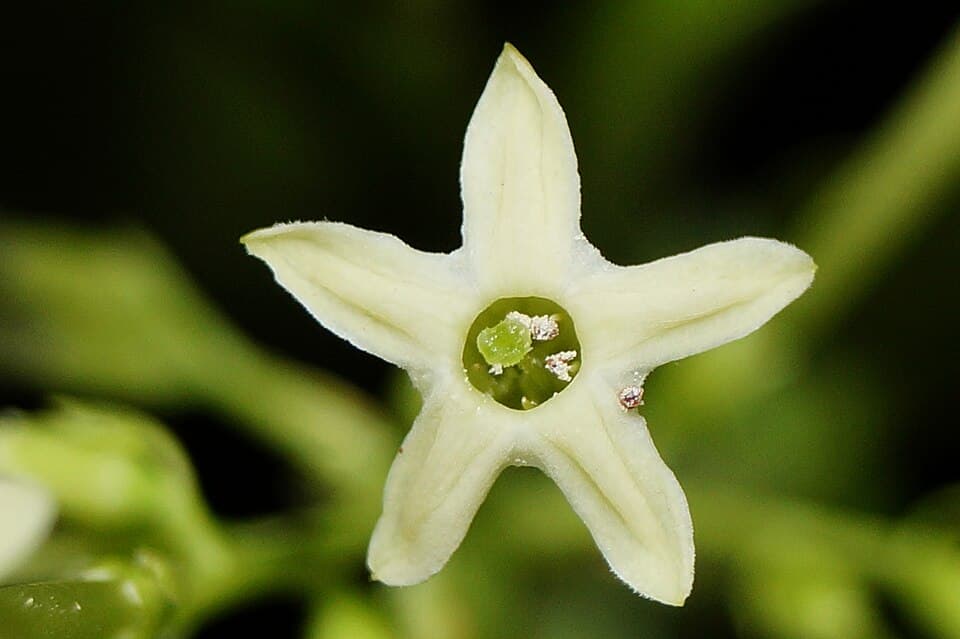 White Star Jasmine