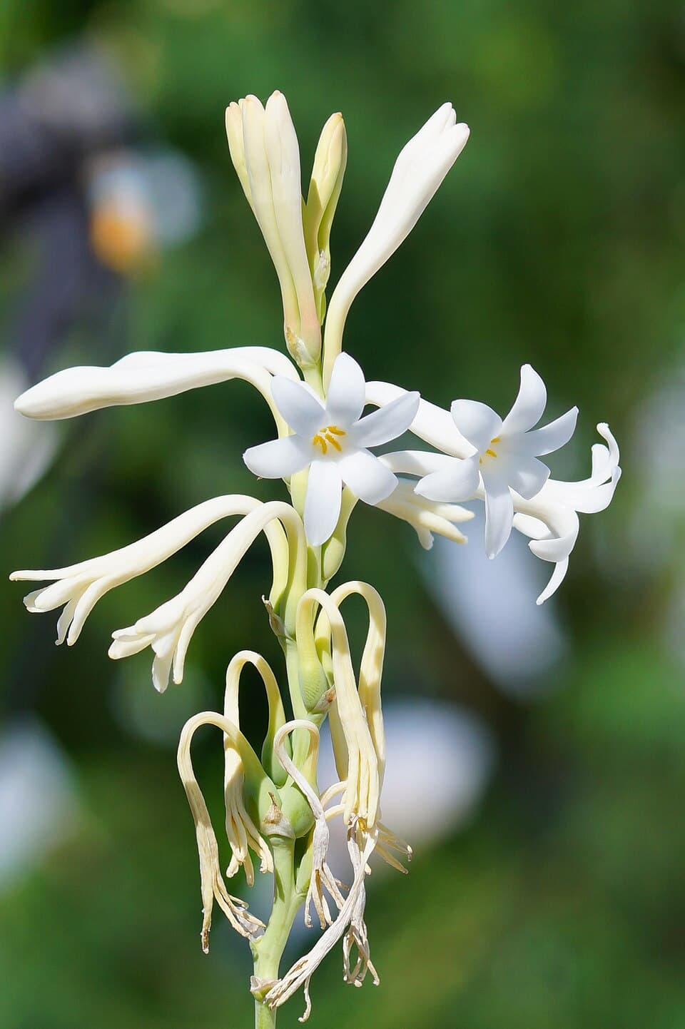 White Tuberose