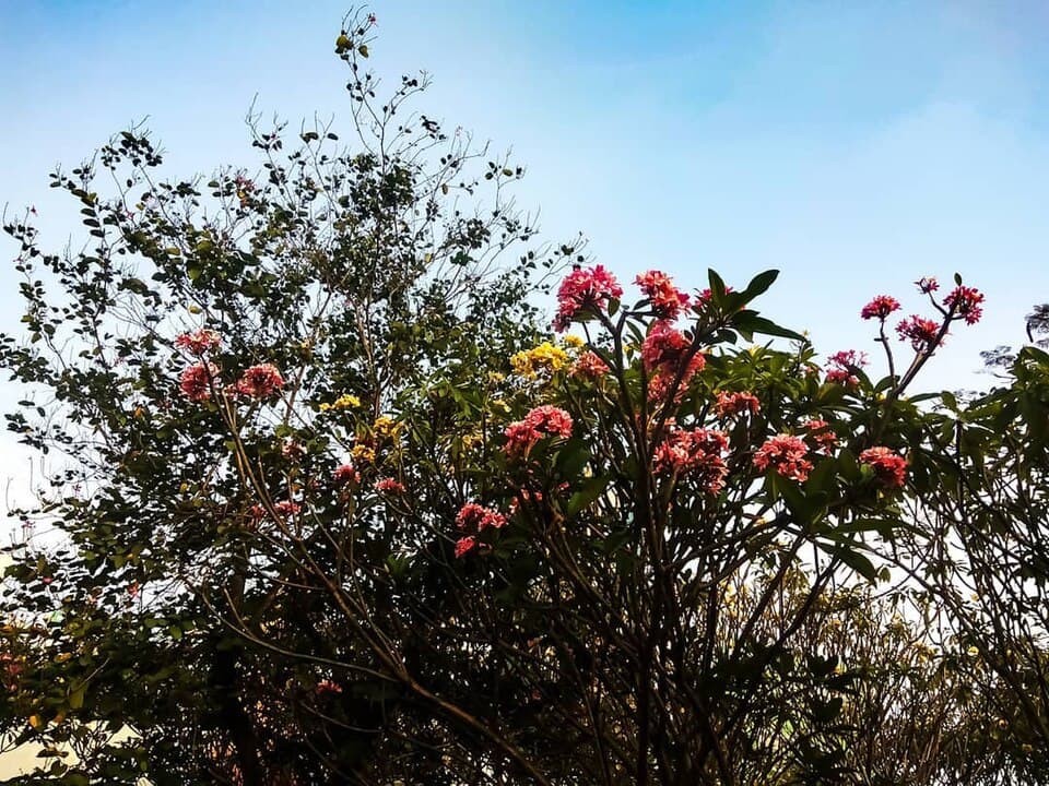 Wild Frangipani