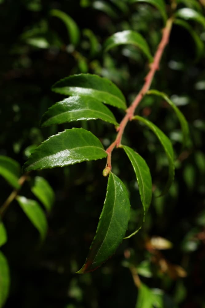 Wild Huckleberry