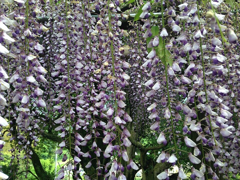 Wisteria