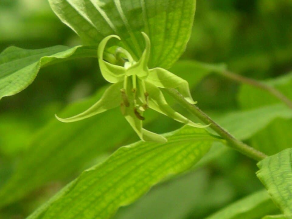 Yellow Mandarin