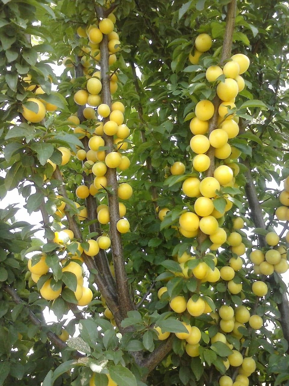 Yellow Plum