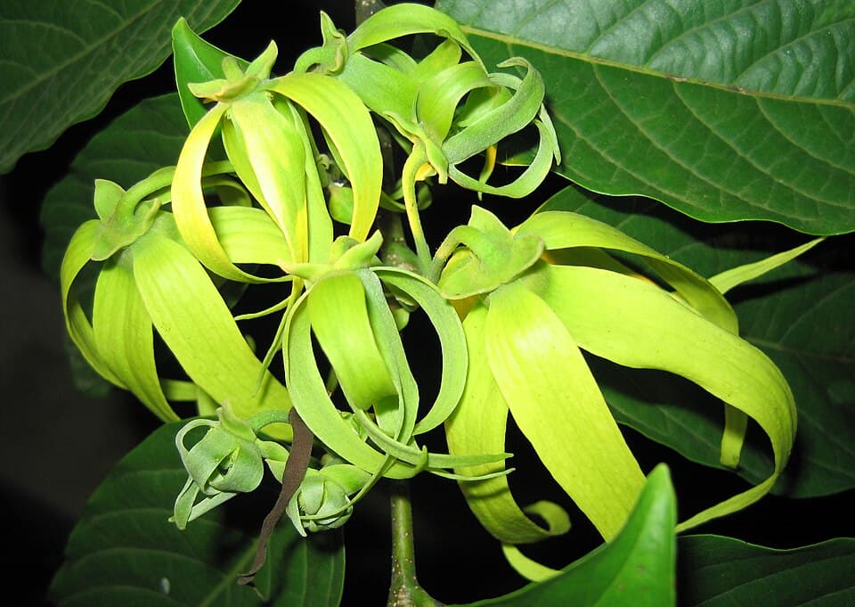 Ylang-Ylang