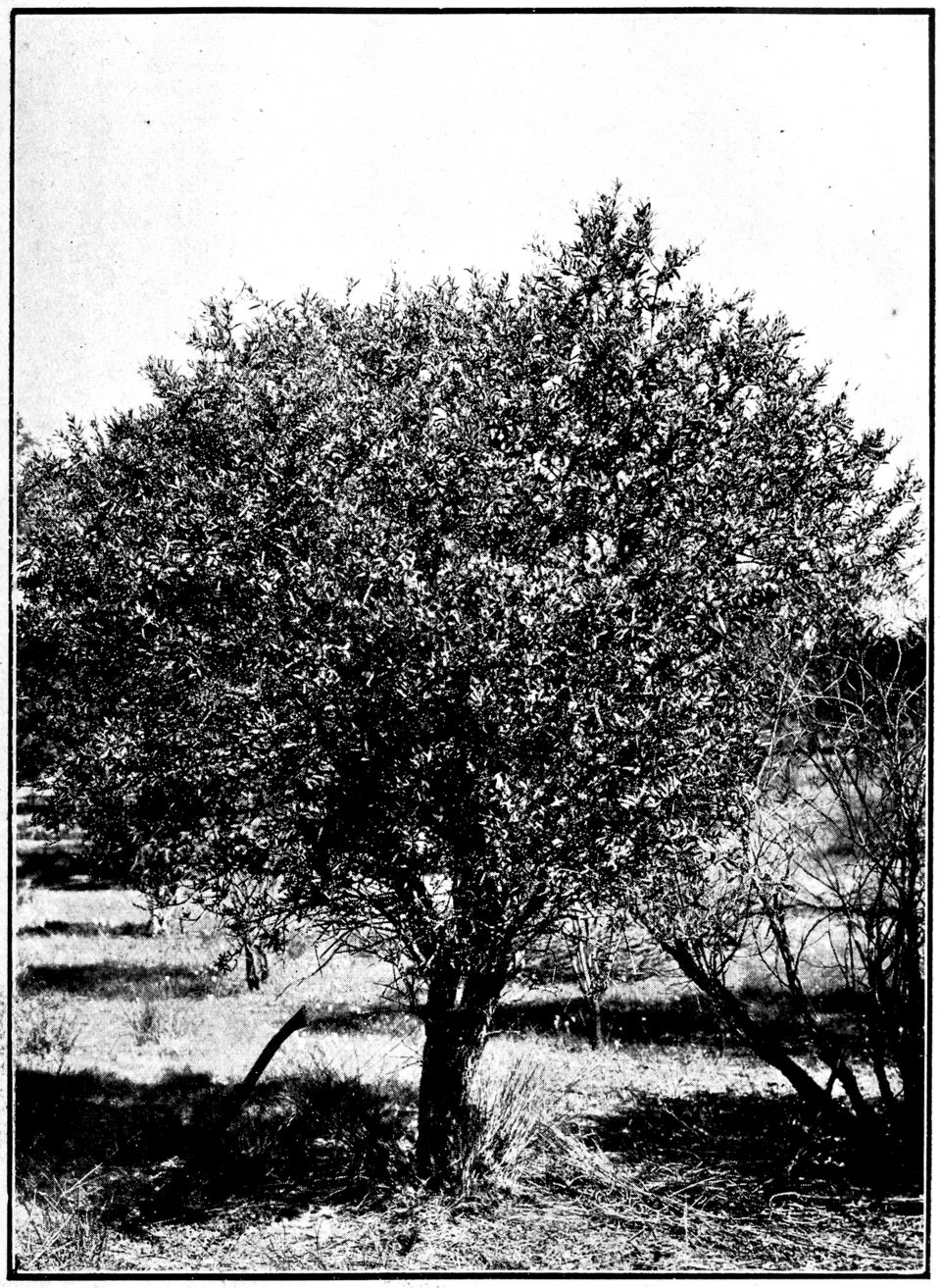 Sandalwood Spicatum